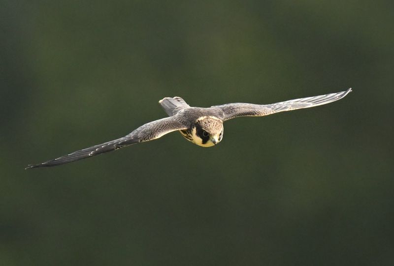 Hobby
