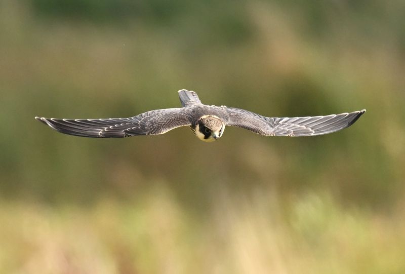 Hobby