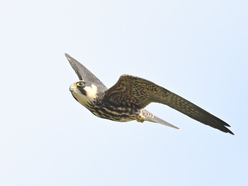 Hobby