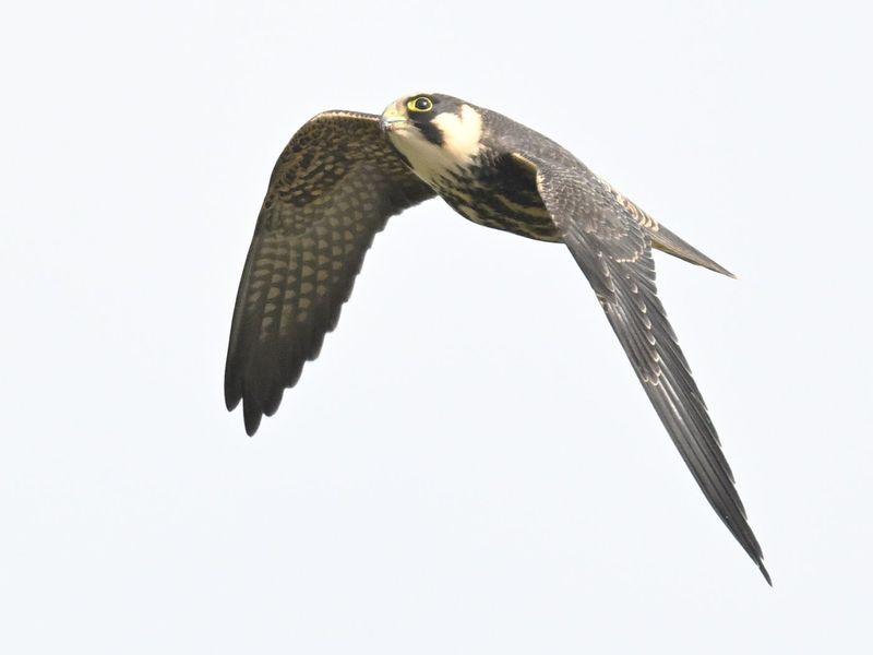 Hobby