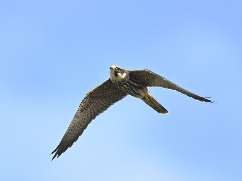 Hobby