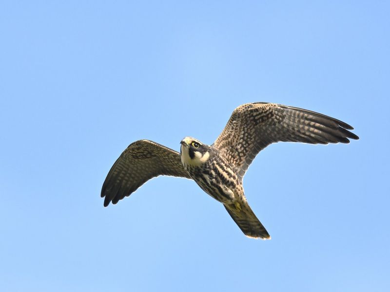 Hobby