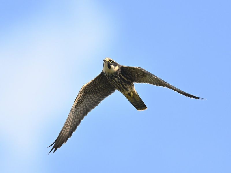 Hobby