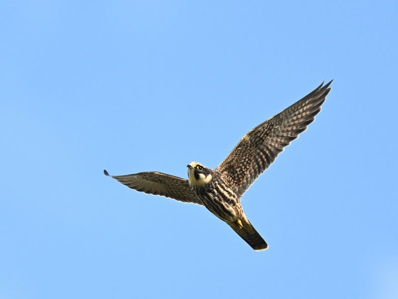 Hobby