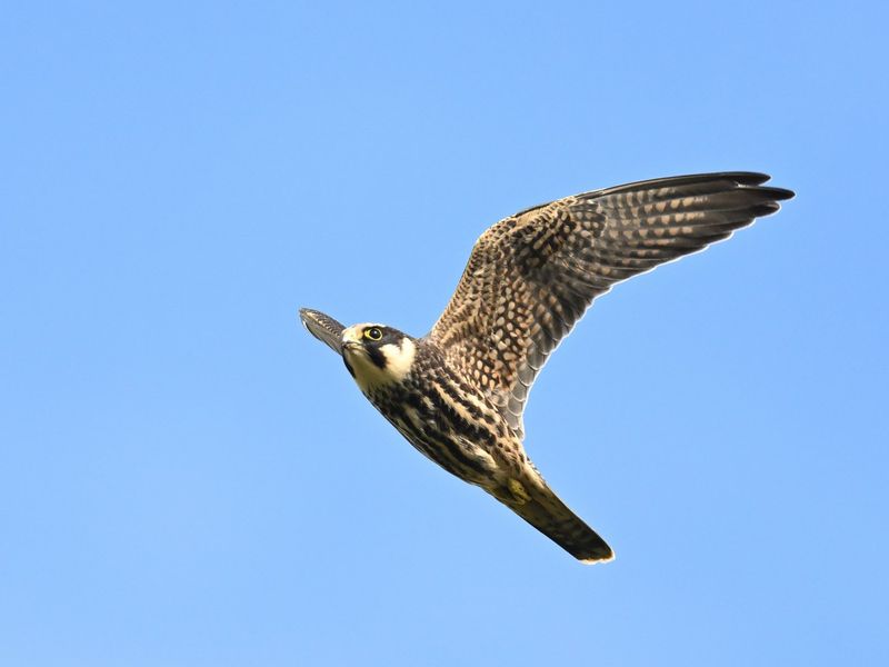 Hobby