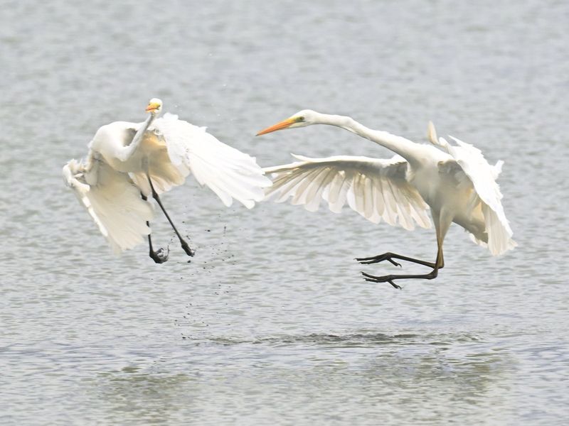 Great White Egret