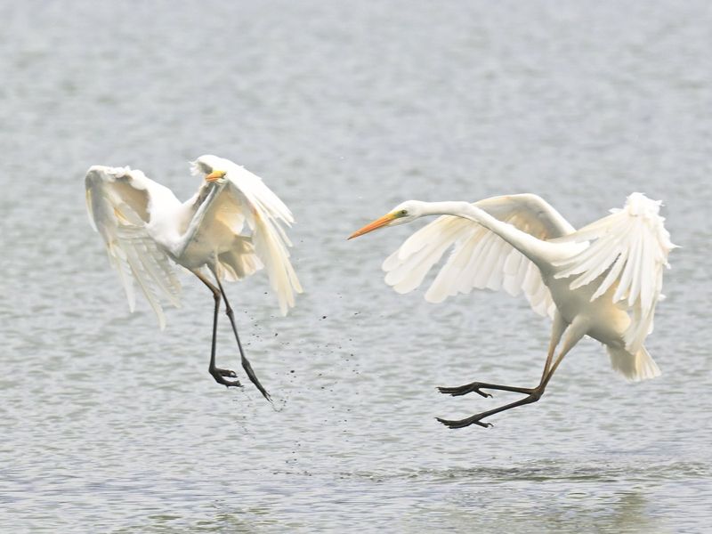 Great White Egret