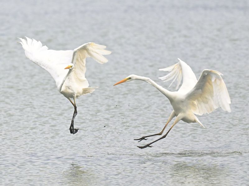 Great White Egret