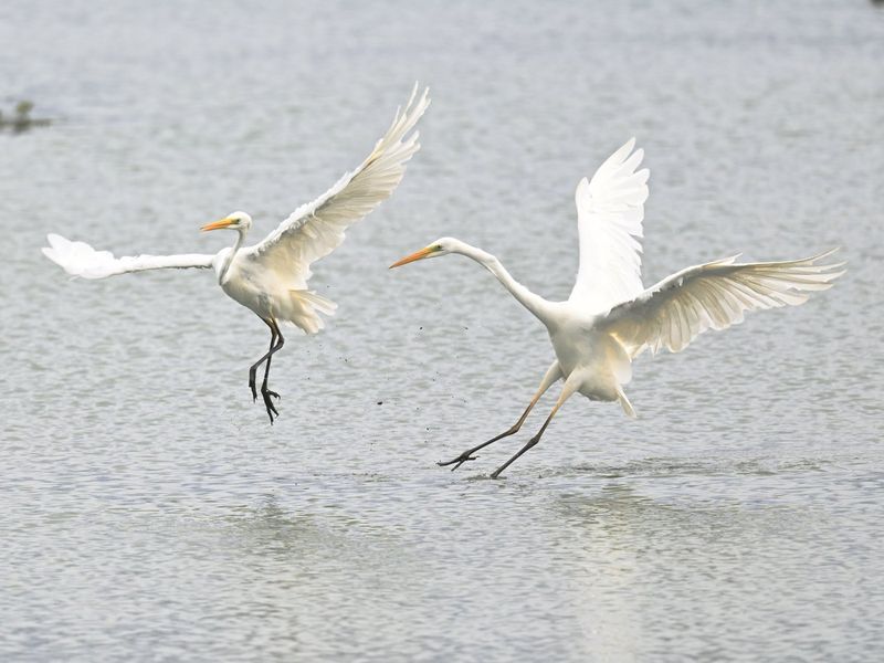 Great White Egret