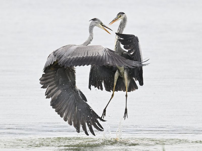Grey Heron