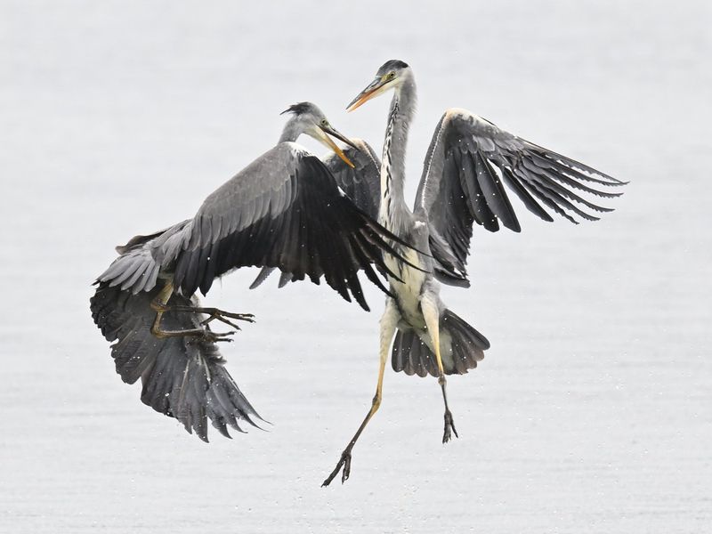 Grey Heron