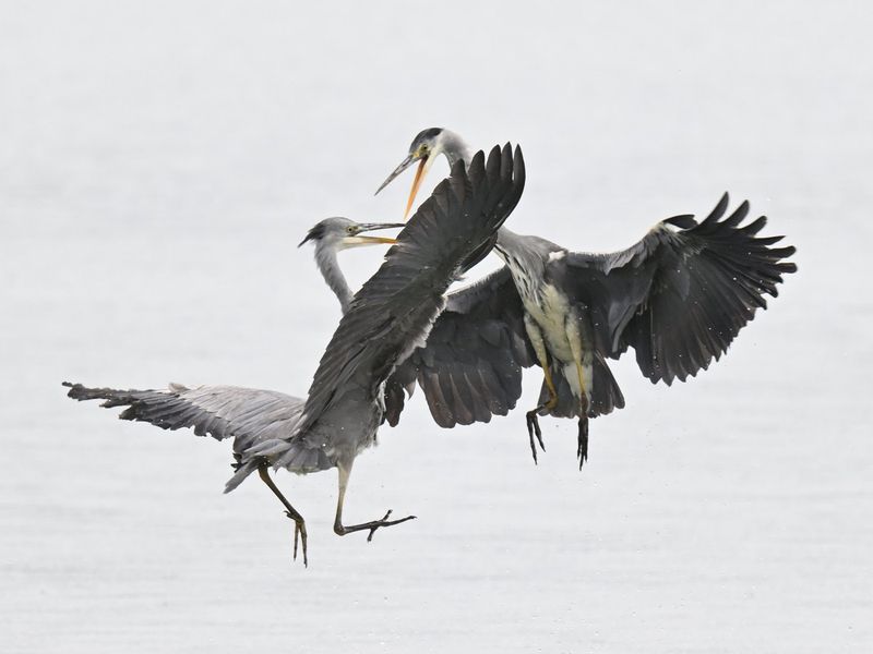 Grey Heron