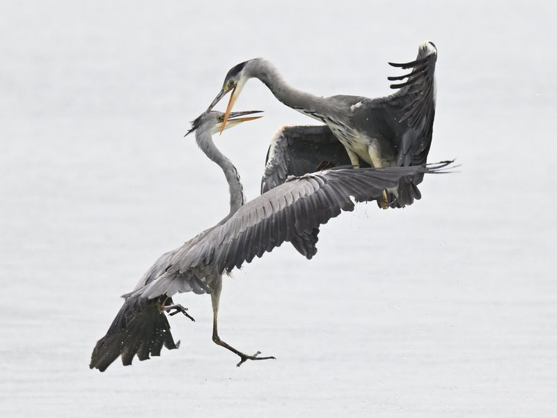 Grey Heron
