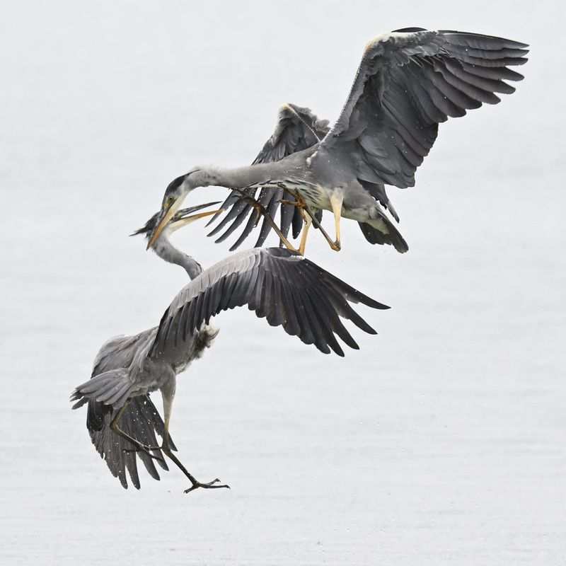 Grey Heron