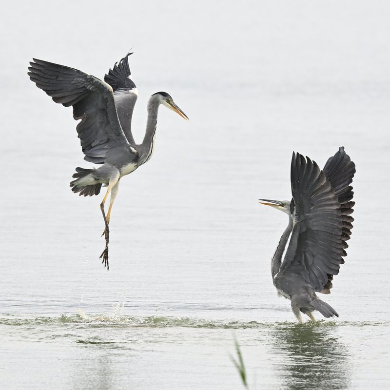 Grey Heron