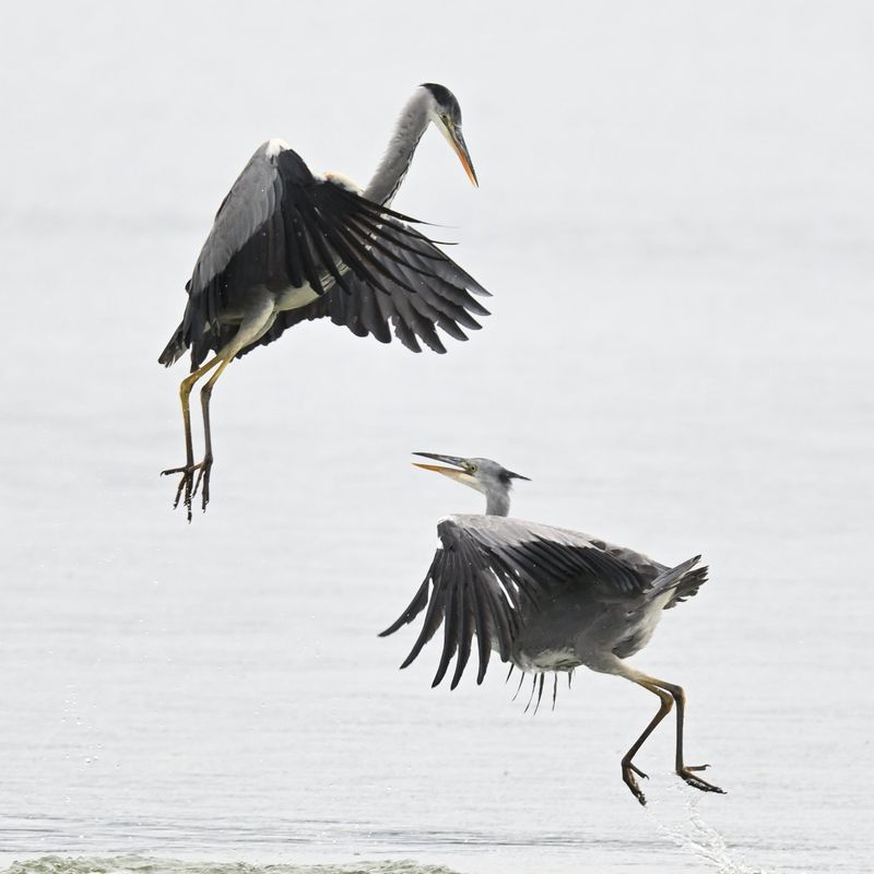 Grey Heron