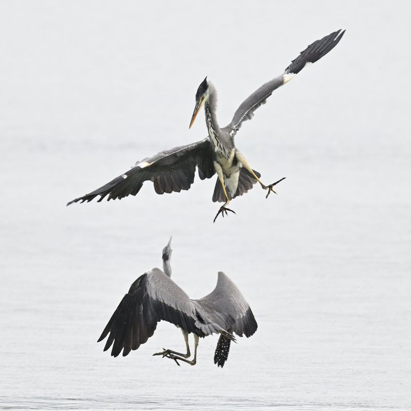 Grey Heron