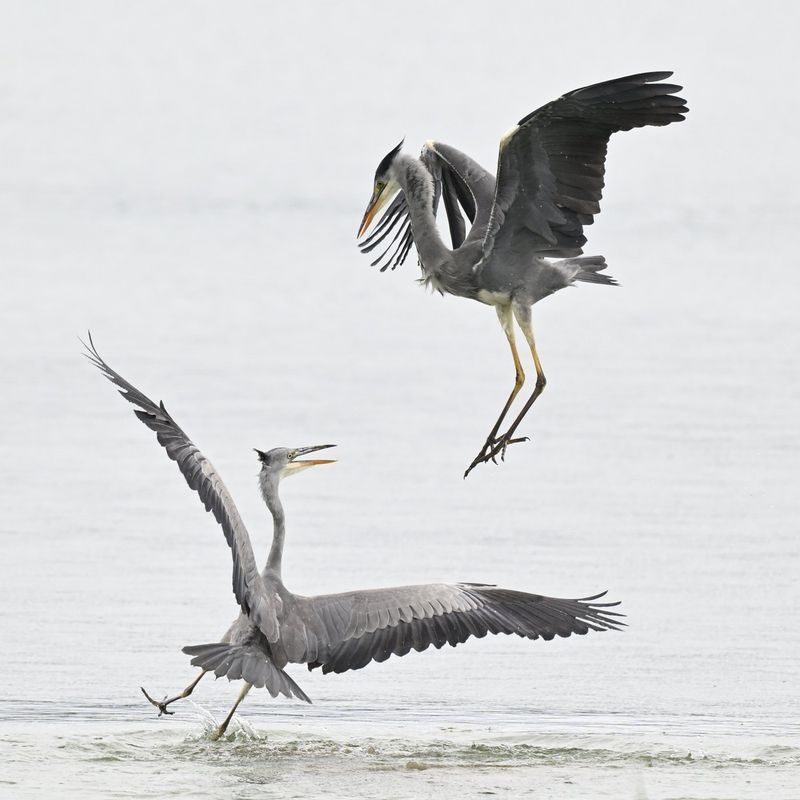 Grey Heron