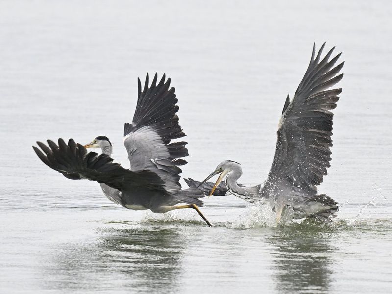 Grey Heron