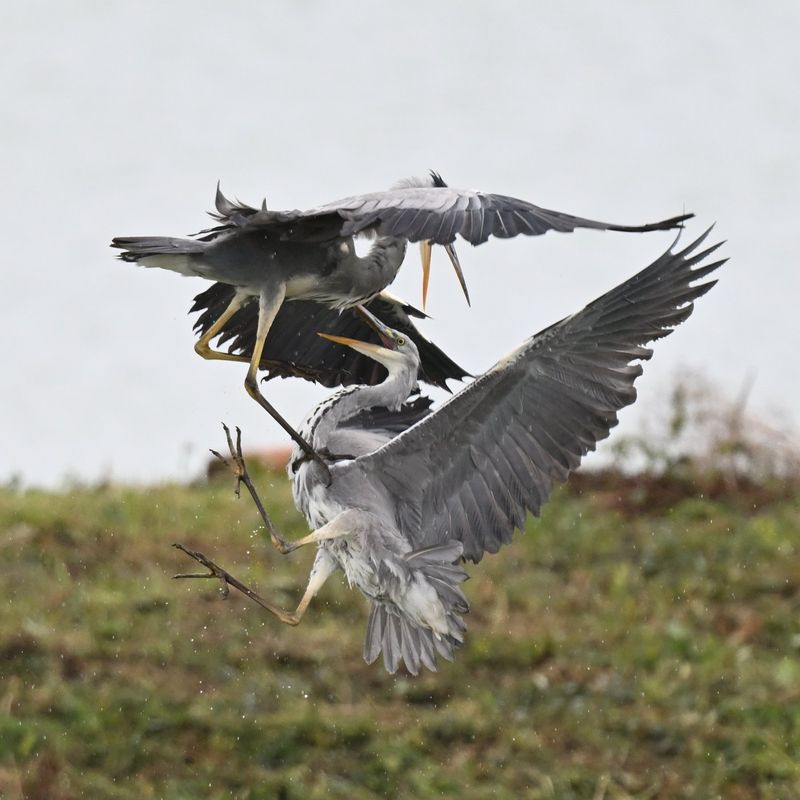 Grey Heron