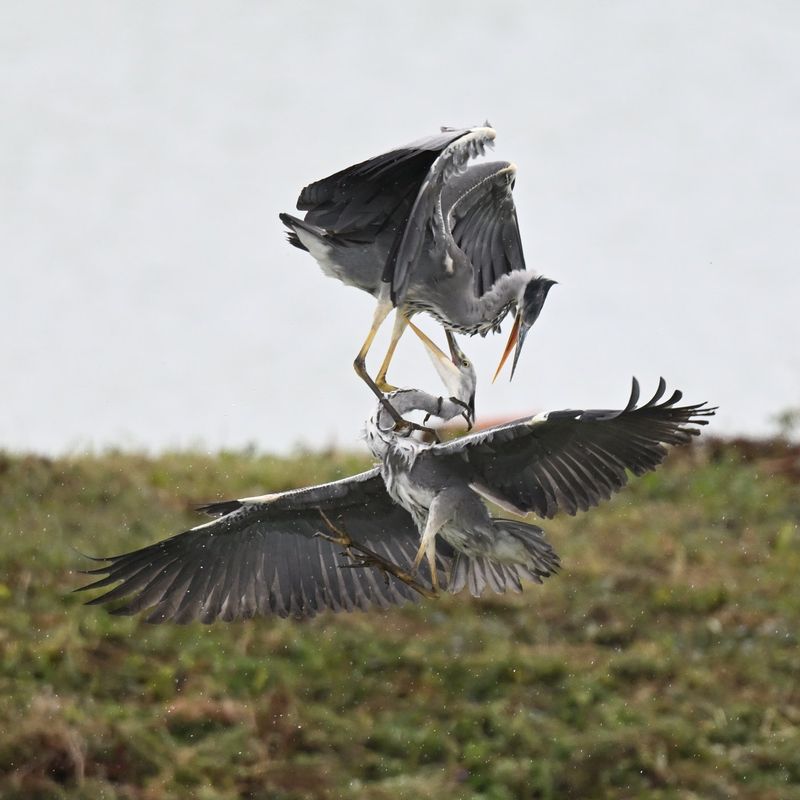 Grey Heron