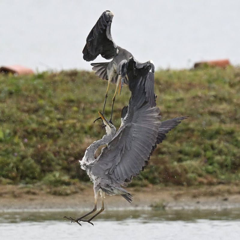 Grey Heron