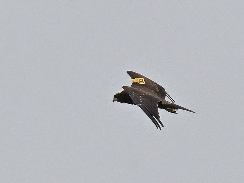 Marsh Harrier 
