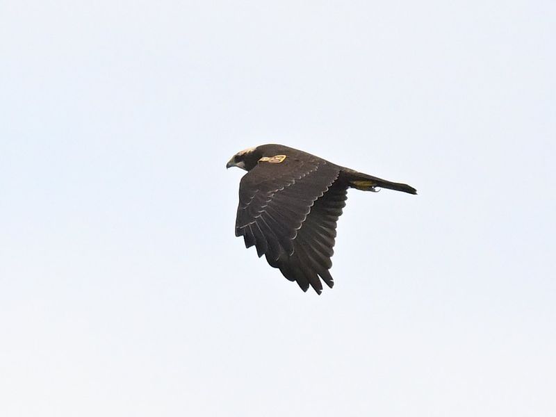 Marsh Harrier