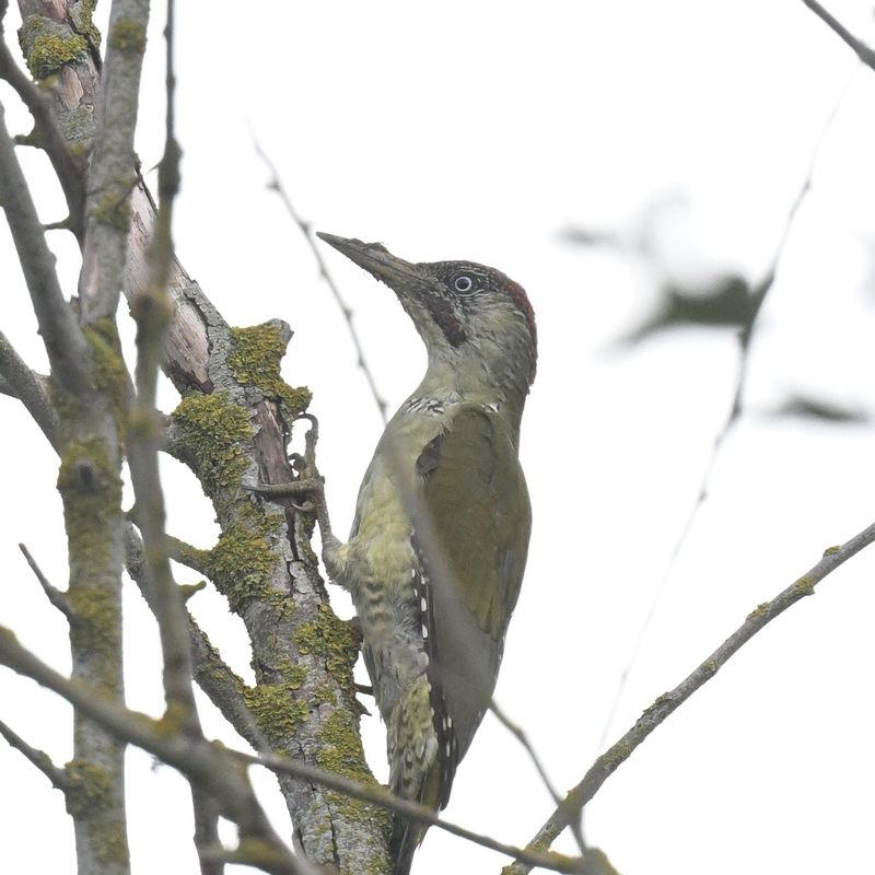 Green Woodpecker