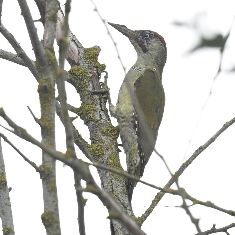 Green Woodpecker
