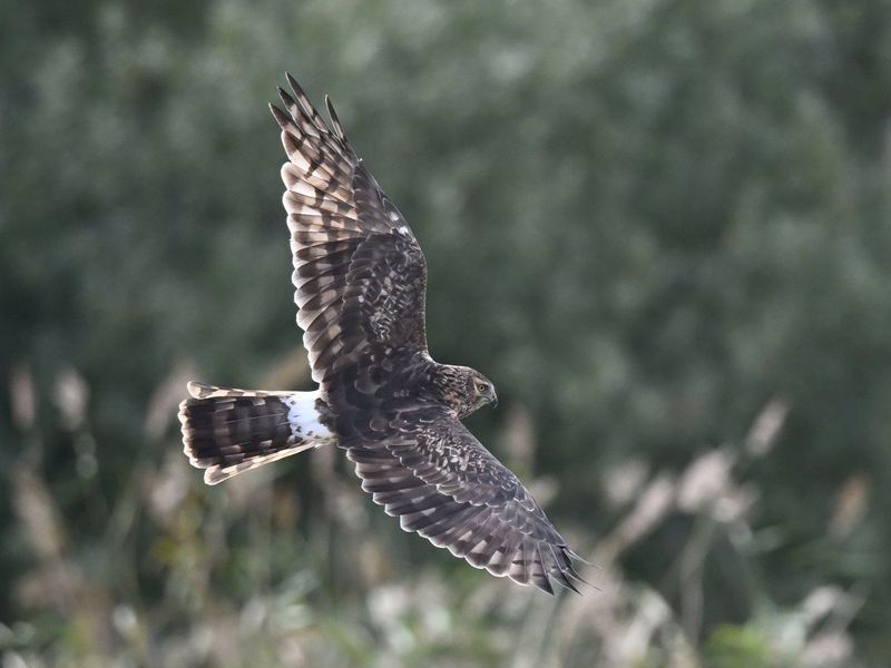 Hen Harrier