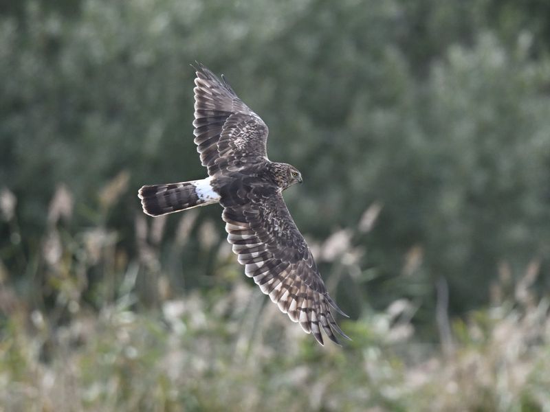 Hen Harrier