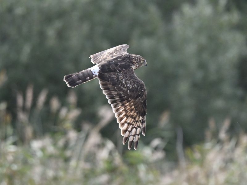 Hen Harrier