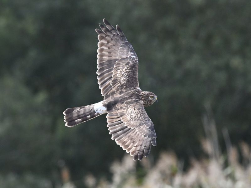Hen Harrier