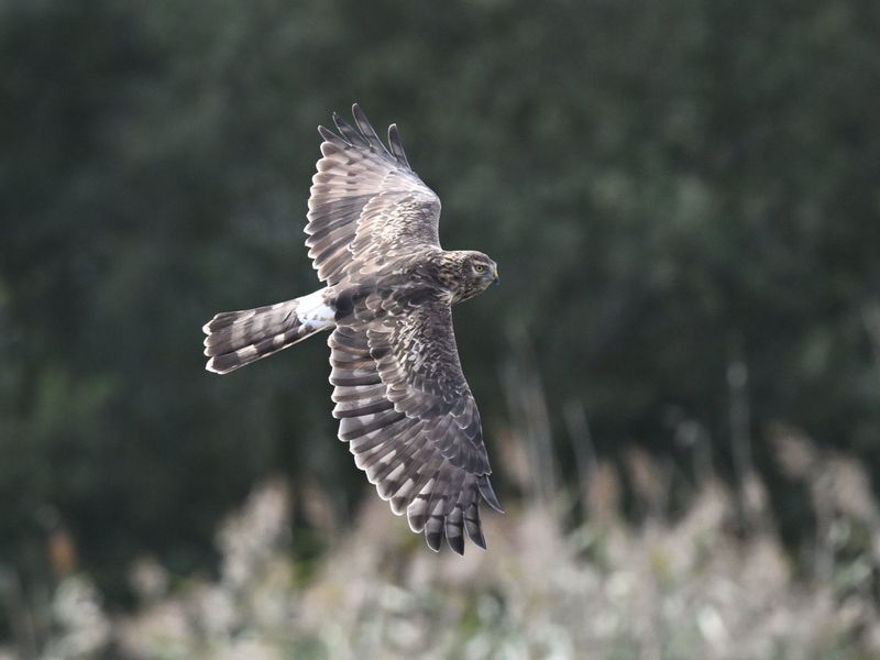 Hen Harrier