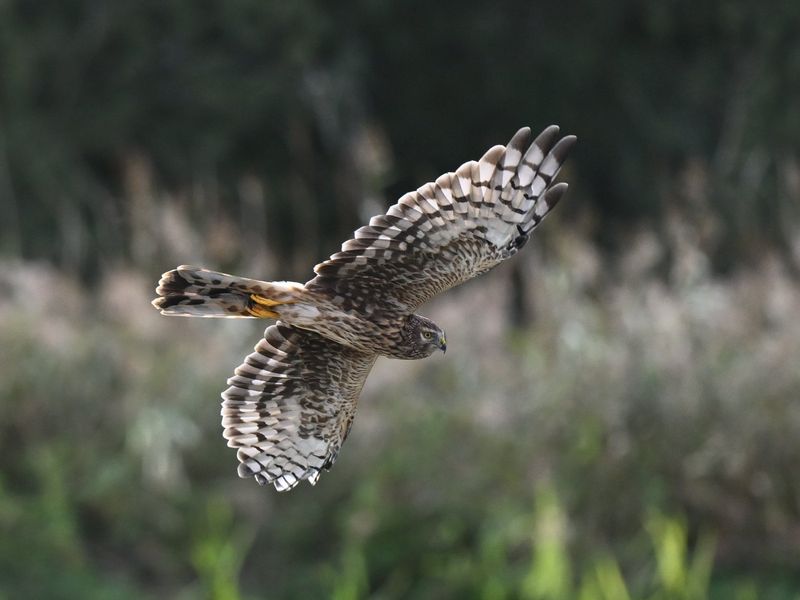 Hen Harrier