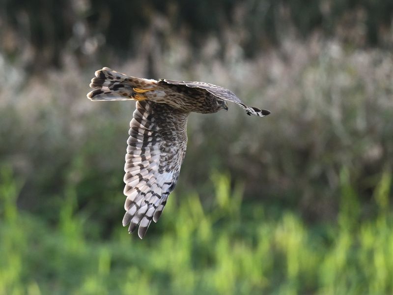 Hen Harrier