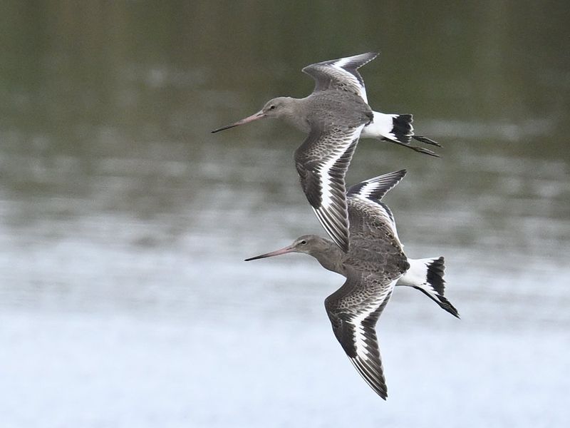 Black Tailed Godwit