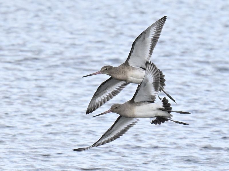 Black Tailed Godwit