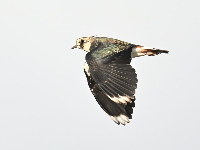 Lapwing