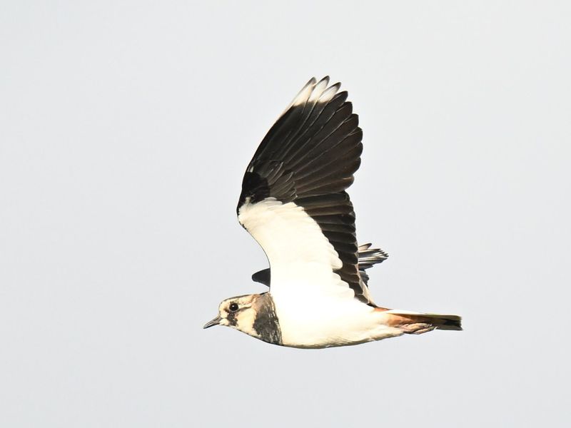 Lapwing