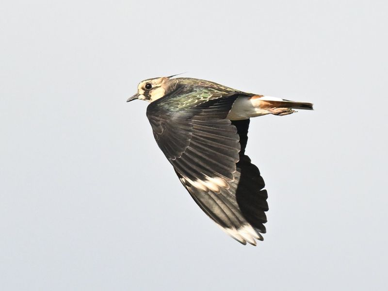 Lapwing