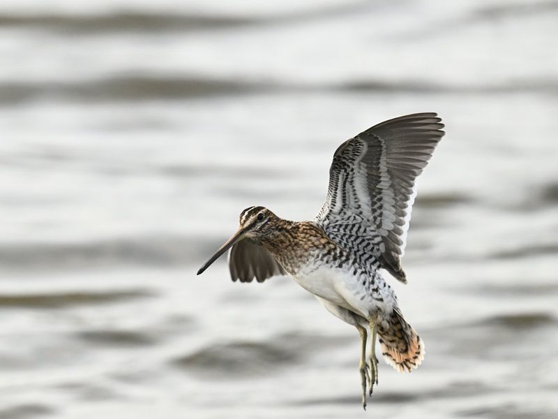Snipe