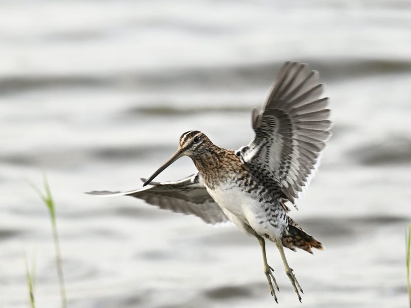 Snipe