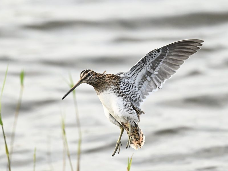 Snipe