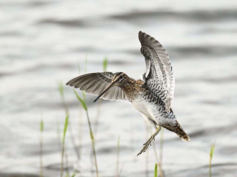 Snipe