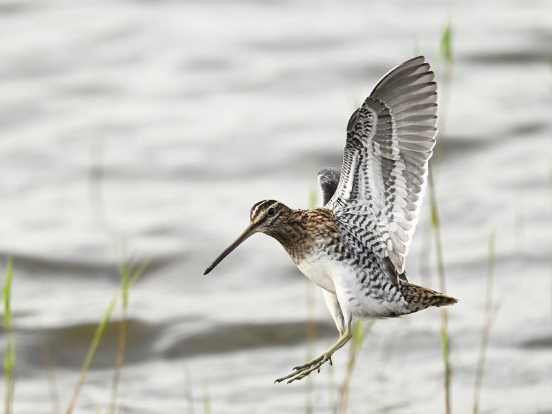 Snipe
