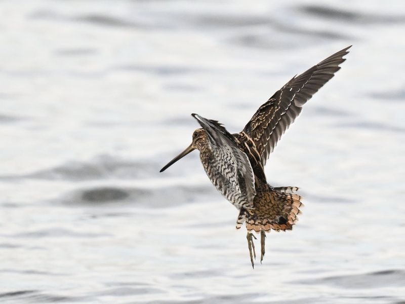 Snipe