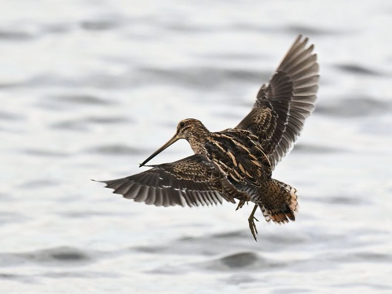 Snipe