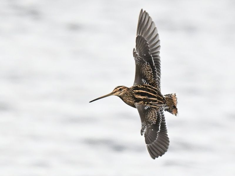 Snipe